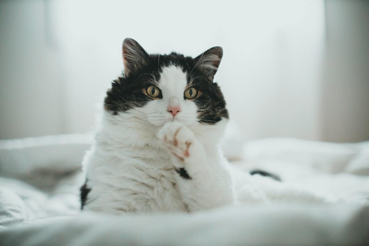 Cara Pakai Detick Obat Kutu Kucing