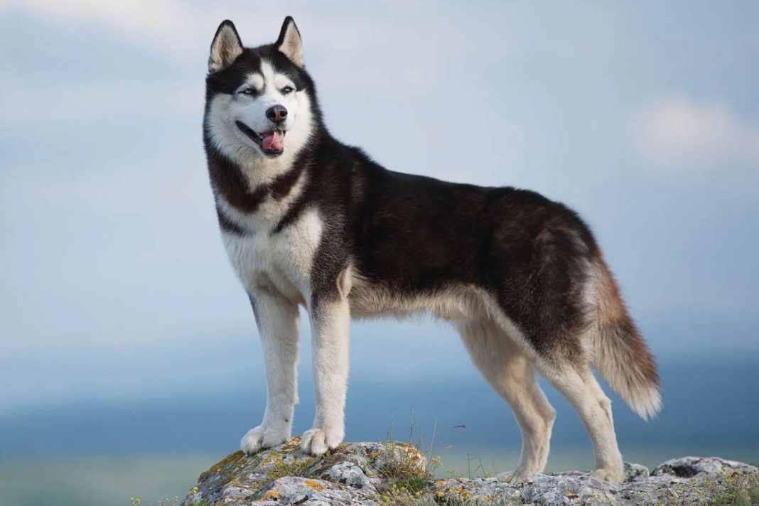 Siberian husky food huskies do eat much dog puppy household signs head choosing primitivedogs
