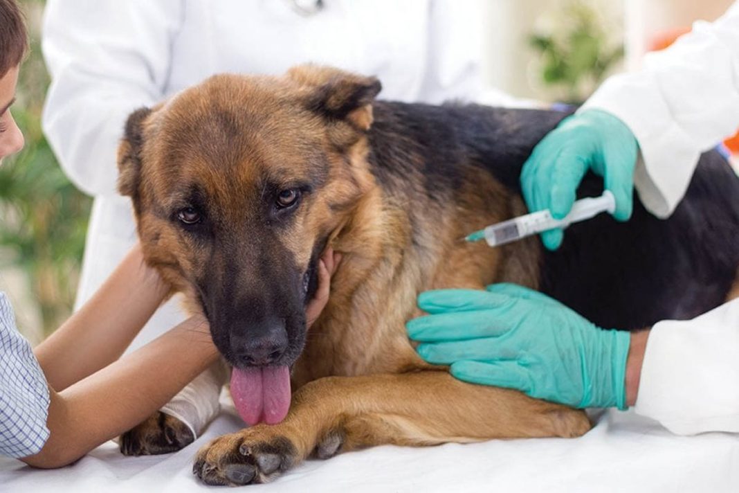 vaksin anjing