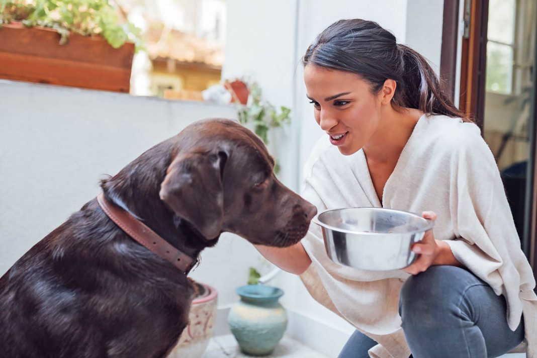 makanan dan vitamin anjing