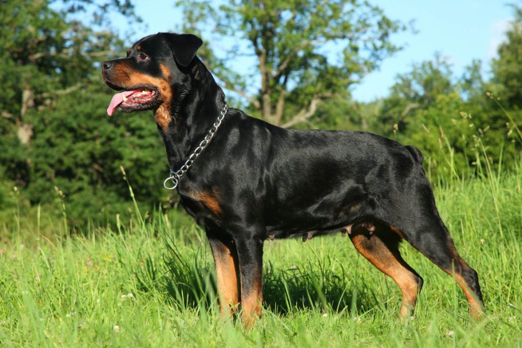Anjing Rottweiler