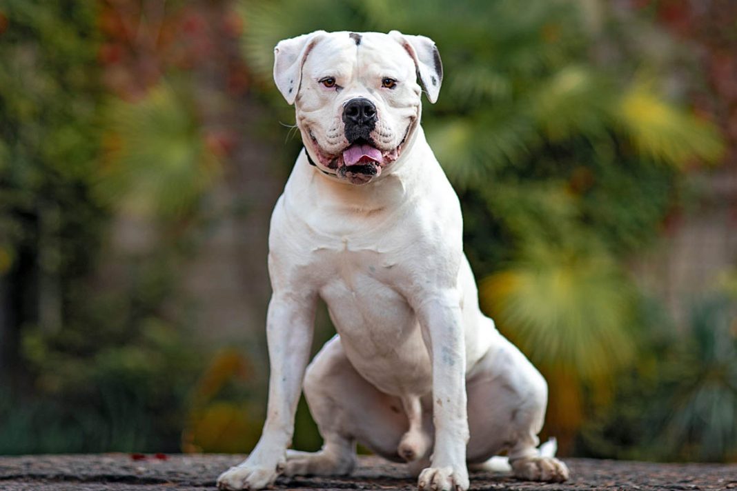 Anjing American Bulldog