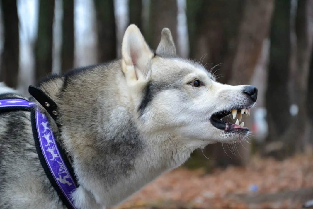 Anjing Siberian Huskies