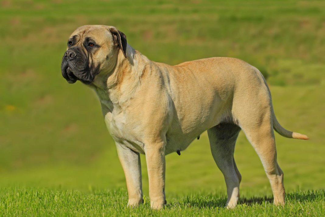 Anjing Bullmastiff