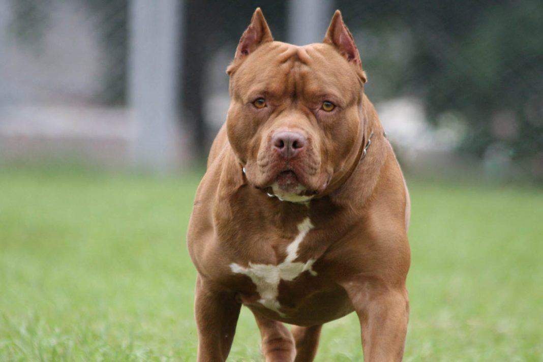 Anjing pitbull