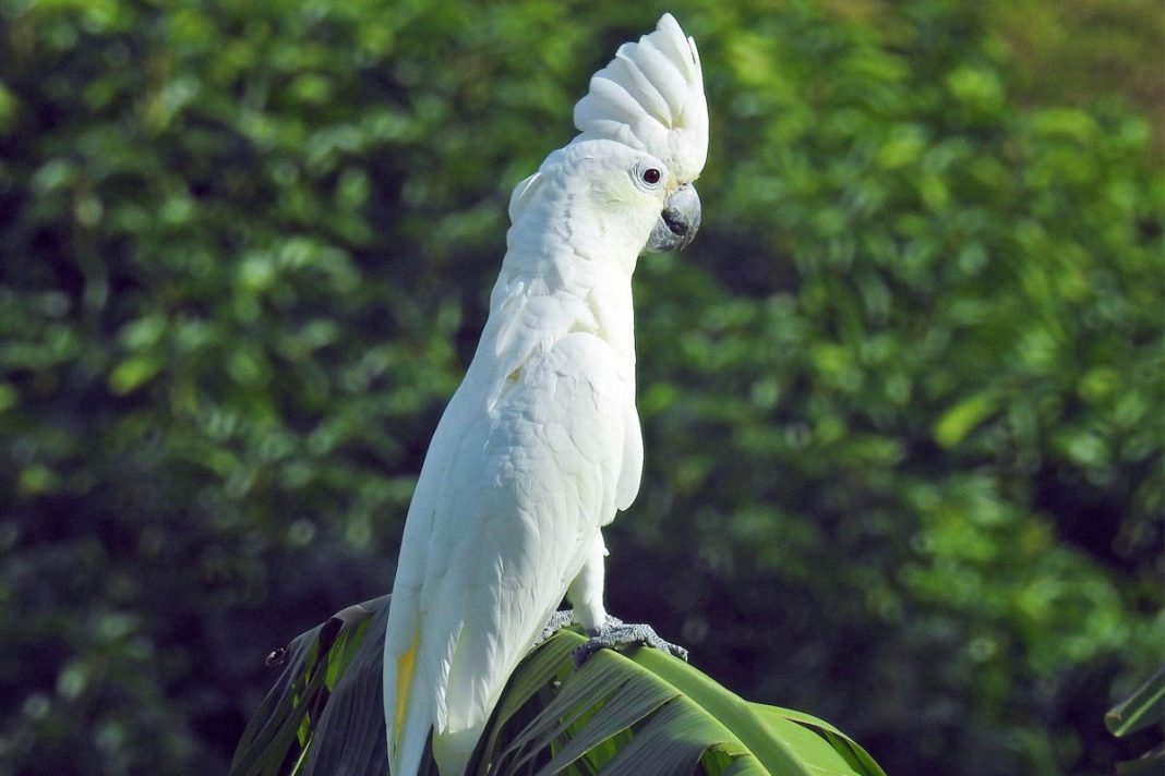 burung beo