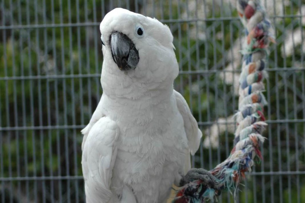 burung beo
