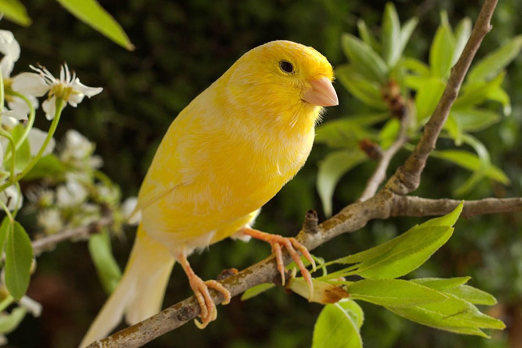 Sejumlah Fakta Burung Kenari yang Menarik untuk Diketahui - Blibli Friends
