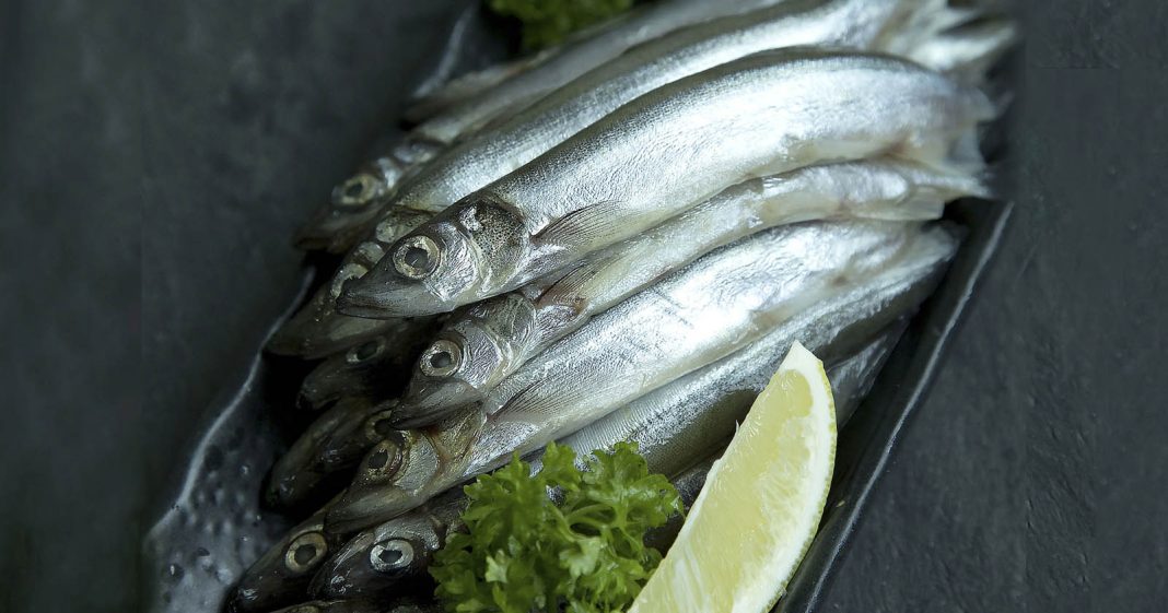 5 Fakta Ikan Shisamo, Ikan Viral yang Dimakan Cipung