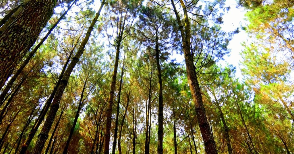 Hutan Pinus Glagah Linggah Lestari