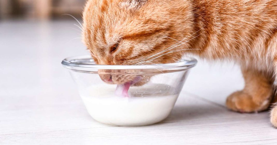 Makanan yang Baik untuk Kucing Mencret