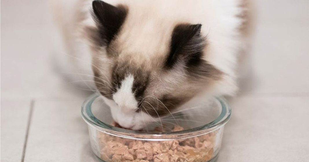 Makanan yang Baik untuk Kucing Mencret