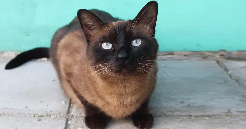 Tips Merawat Ras Kucing Siam