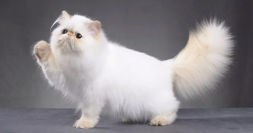 Crystal Kitty