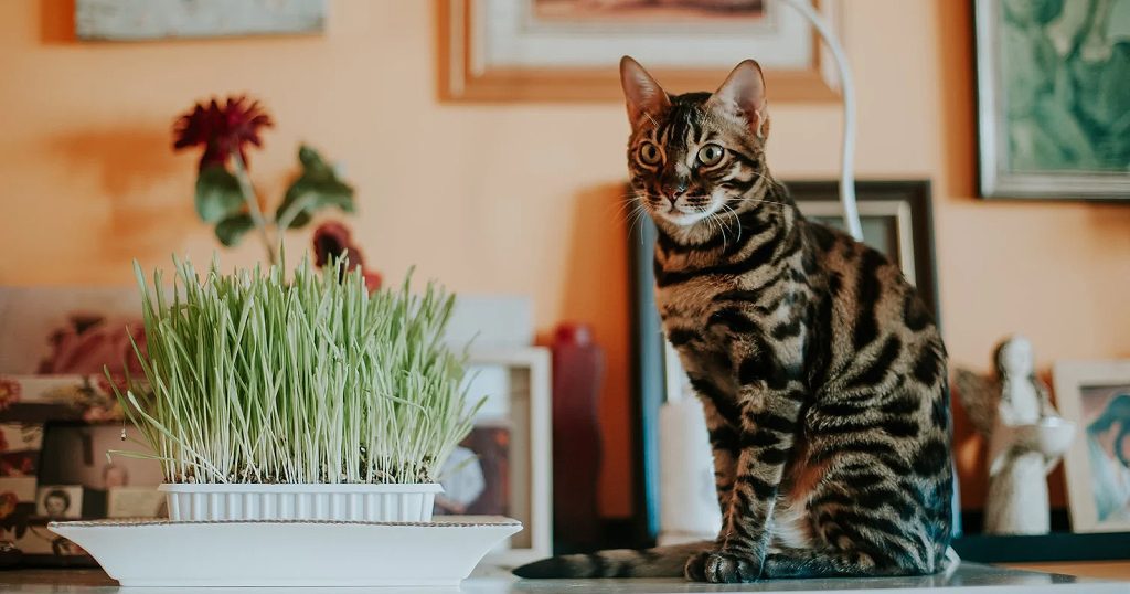 Kucing Bengal: Asal Usul, Karakteristik, hingga Fakta Menarik - Blibli