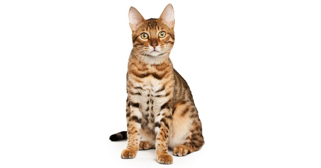 Kucing Bengal: Asal Usul, Karakteristik, hingga Fakta Menarik - Blibli