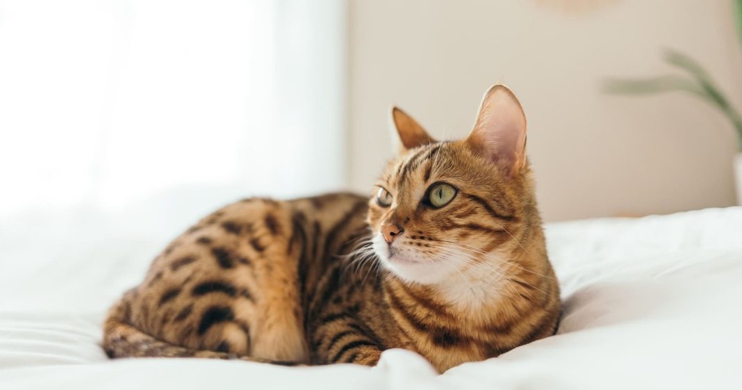 Kucing Bengal: Asal Usul, Karakteristik, hingga Fakta Menarik - Blibli
