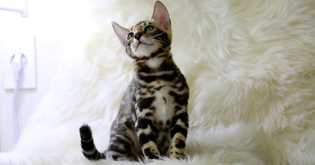 Kucing Bengal: Asal Usul, Karakteristik, hingga Fakta Menarik - Blibli