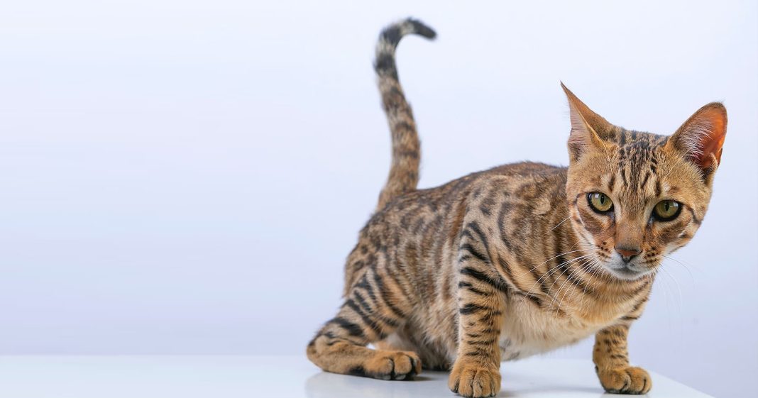 Kucing Bengal: Asal Usul, Karakteristik, hingga Fakta Menarik - Blibli