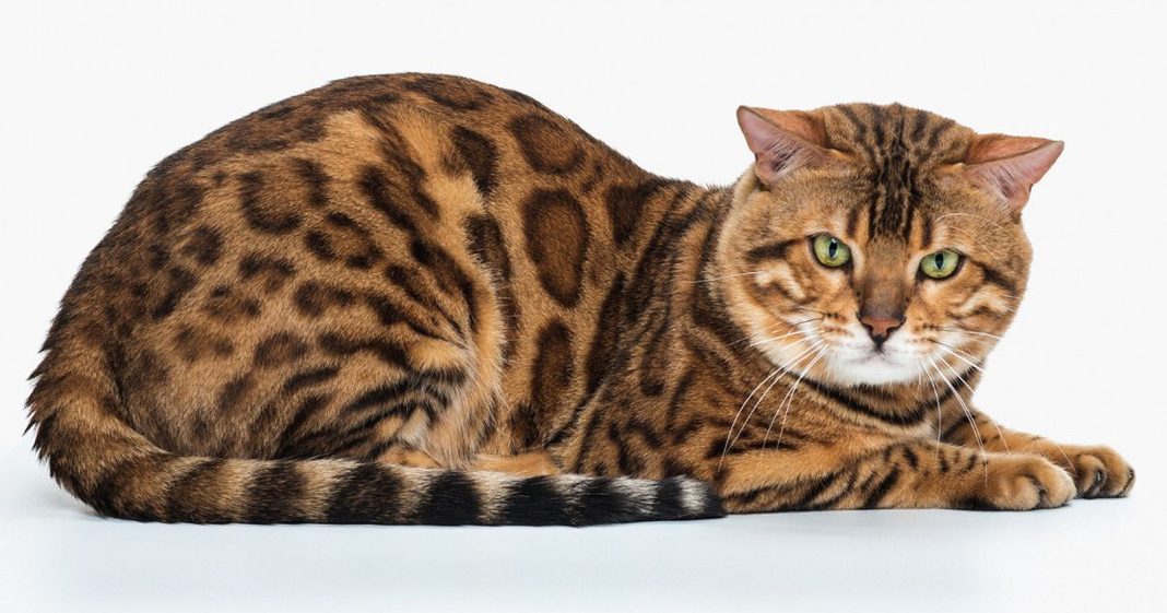 Kucing Bengal: Asal Usul, Karakteristik, hingga Fakta Menarik - Blibli