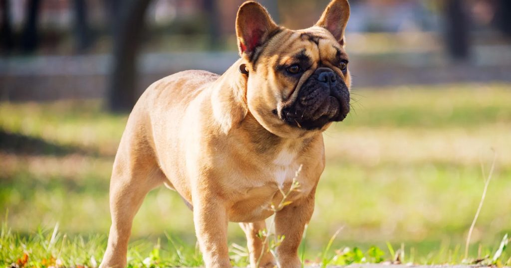 Ras Anjing French Bulldog: Sejarah, Karakteristik, Perawatan & Fakta  Menarik - Blibli Friends