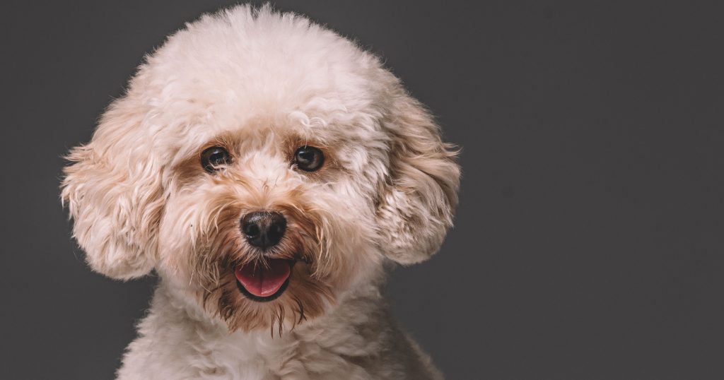 Anjing Poodle: Karakteristik, Sifat, dan Cara Merawatnya - Blibli Friends