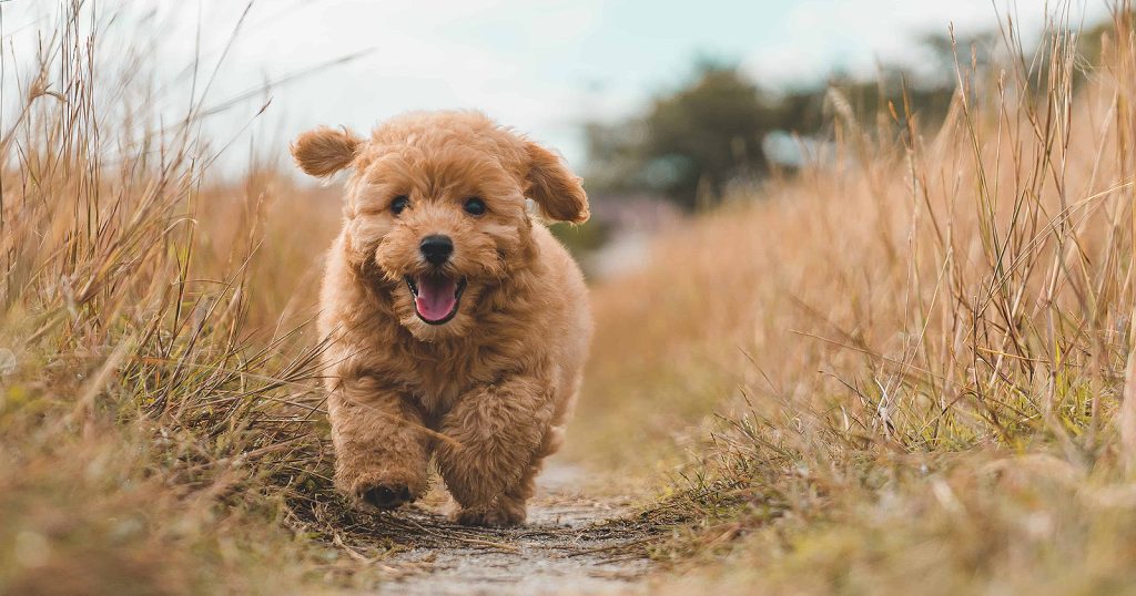 Anjing Poodle: Karakteristik, Sifat, dan Cara Merawatnya - Blibli Friends