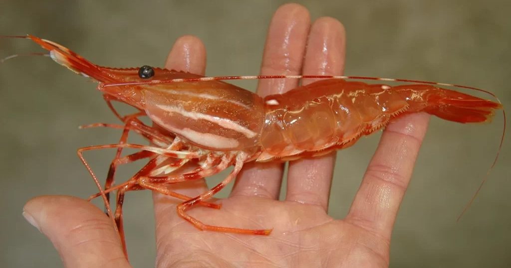 17 Jenis Udang, Ada Crawfish! Cek Selengkapnya di Bawah Ini! - Blibli  Friends